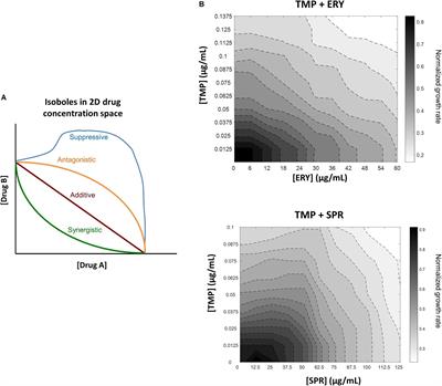 Uncovering Key Metabolic Determinants of the Drug Interactions Between Trimethoprim and Erythromycin in Escherichia coli